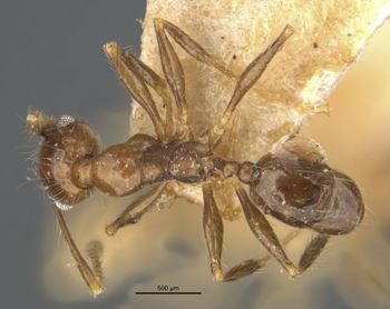 Media type: image;   Entomology 20707 Aspect: habitus dorsal view